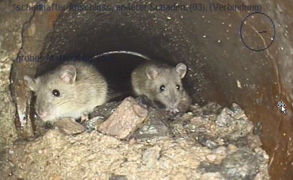 Ratten in der Kanalisation