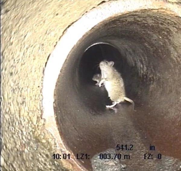Bild vergr��ern: Erwischt! Ratten in einem Landauer Kanal, gefilmt bei einer Kanalbefahrung.