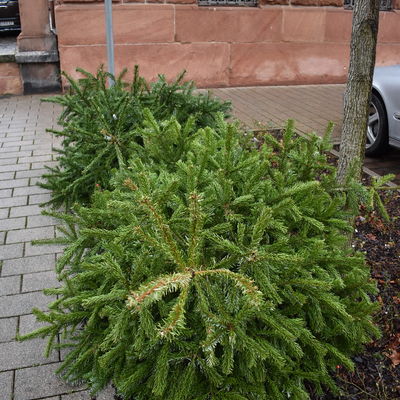 Bild vergr��ern: abgeschm�ckte Weihnachtsb�ume