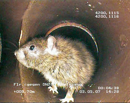Bild vergrößern: Nicht nur Abwasser läuft in den Landauer Kanälen... auch Ratten tummeln sich gelegentlich dort rum, hier in flagranti erwischt!